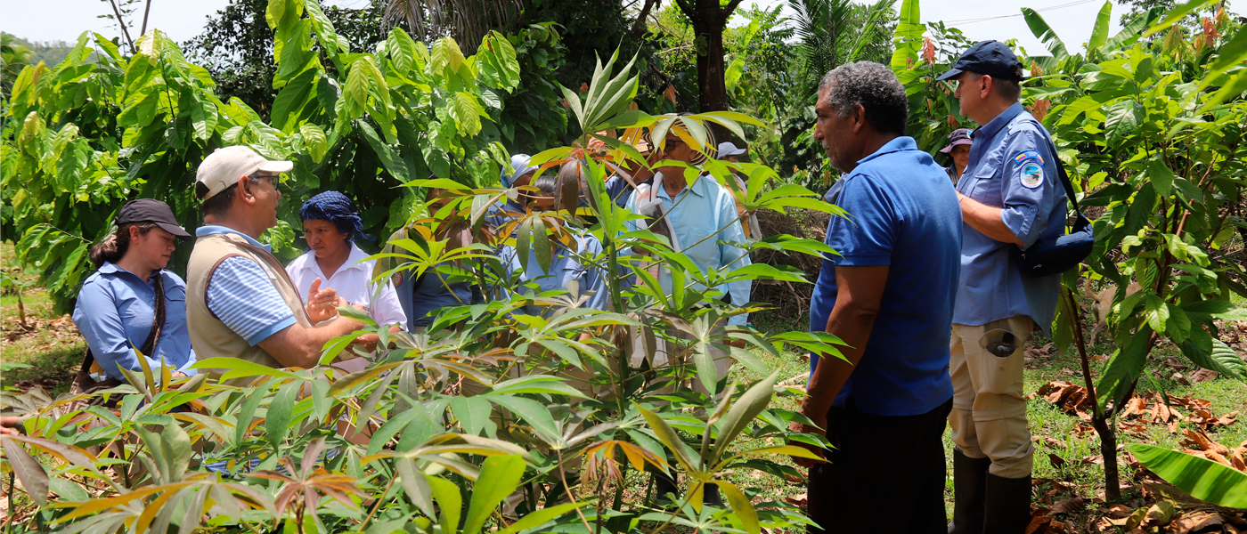 Cooperación alemana visita proyecto de sistemas agroforestales sostenibles de cacao en el PNN Paramillo.