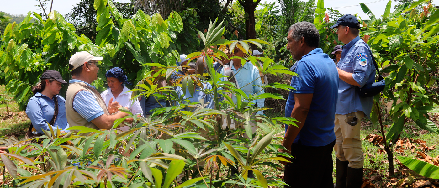 Cooperación alemana visita proyecto de sistemas agroforestales sostenibles de cacao en el PNN Paramillo. Cooperación alemana visita proyecto de sistemas agroforestales sostenibles de cacao en el PNN Paramillo.
