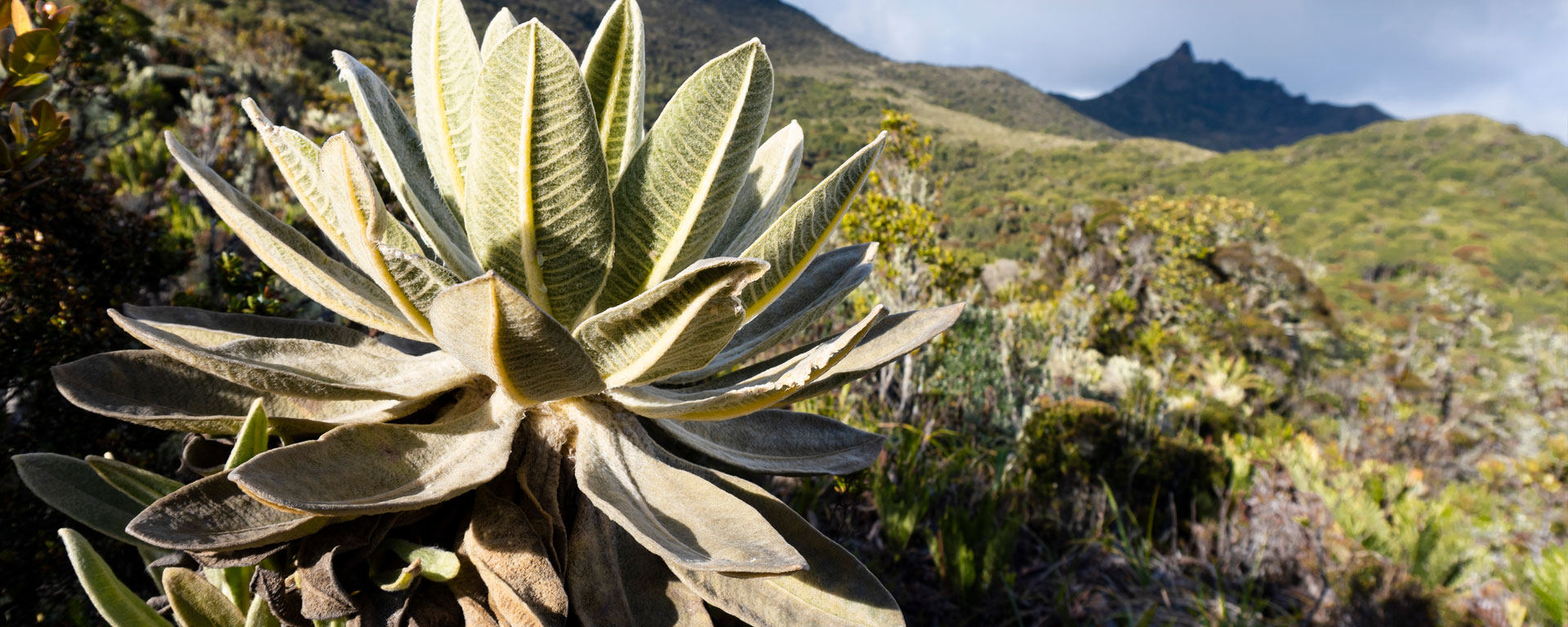 Imagen de frailejon del Parque Nacional Natural Complejo Volcánico Doña Juana – Cascabel