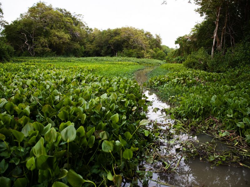 Parque_natural_Isla_Salamanca-108