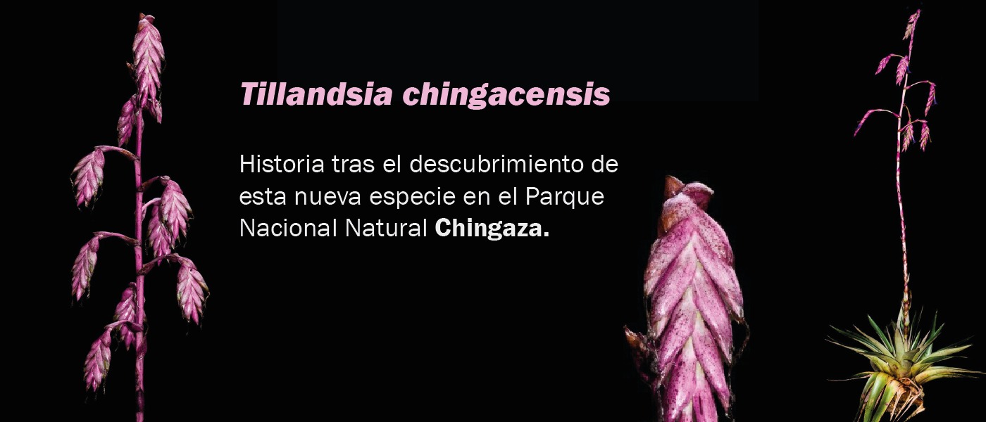 Tillandsia chingacensis: historia tras el descubrimiento de esta nueva especie en el Parque Nacional Natural Chingaza Tillandsia chingacensis: historia tras el descubrimiento de esta nueva especie en el Parque Nacional Natural Chingaza