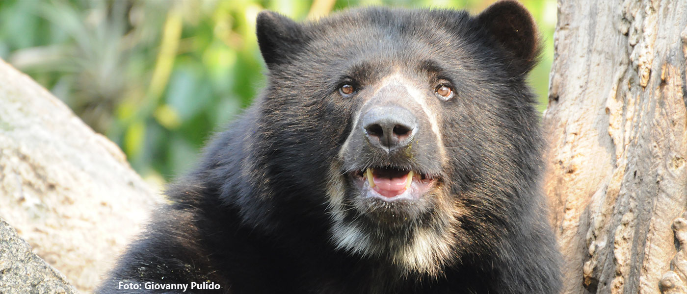 El Parque Nacional de Paramillo presente en la “III Feria del Oso Andino y el Páramo” El Parque Nacional de Paramillo presente en la “III Feria del Oso Andino y el Páramo”