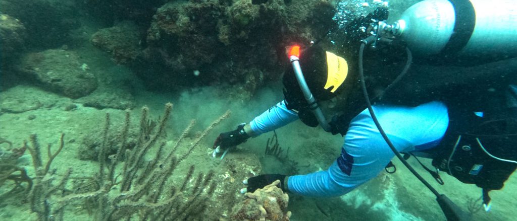 Trasplante de colonias de coral 'cacho de venado' en el Parque Nacional Natural Tayrona durante la Semana PADI Aware.