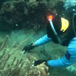 Trasplante de colonias de coral 'cacho de venado' en el Parque Nacional Natural Tayrona durante la Semana PADI Aware.