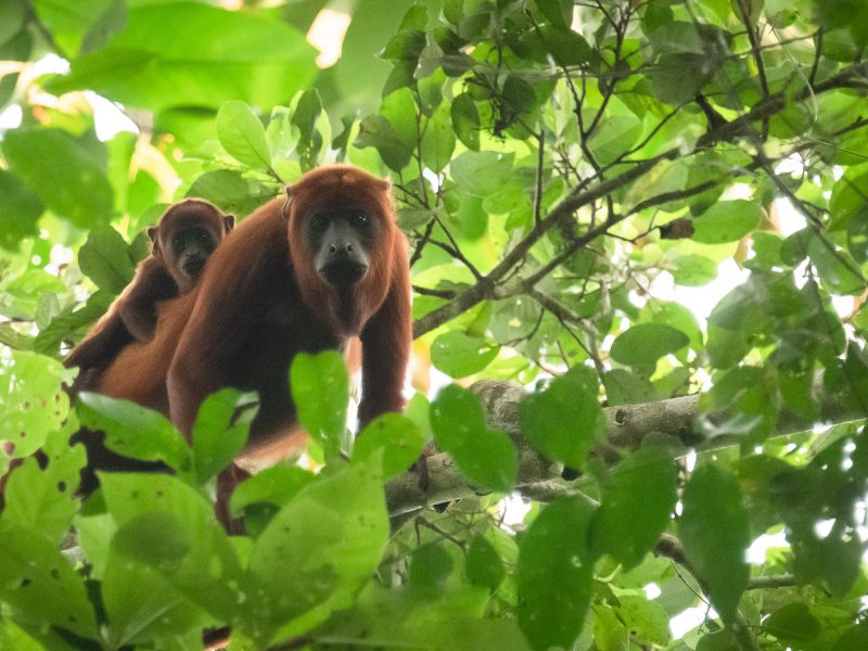 Araguato- Alouatta seniculus_paolamsanchez