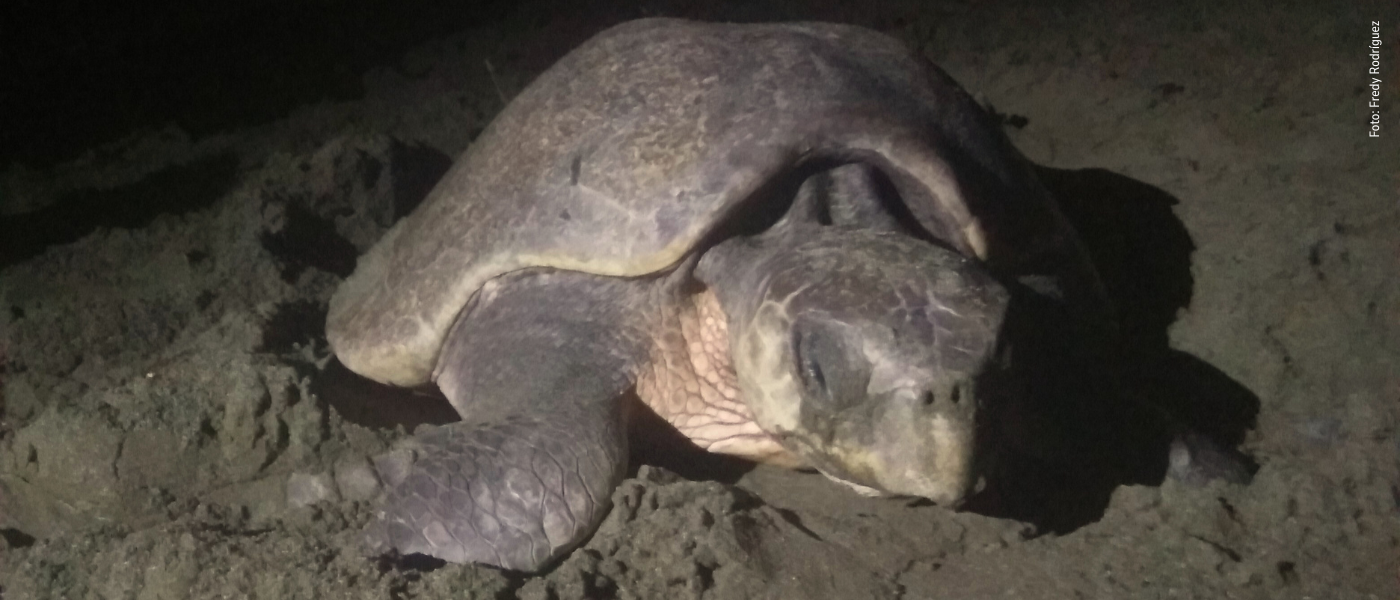 Tortugas marinas en el Parque Nacional Natural Gorgona:  Un Espectáculo de Anidación en Playa Palmeras