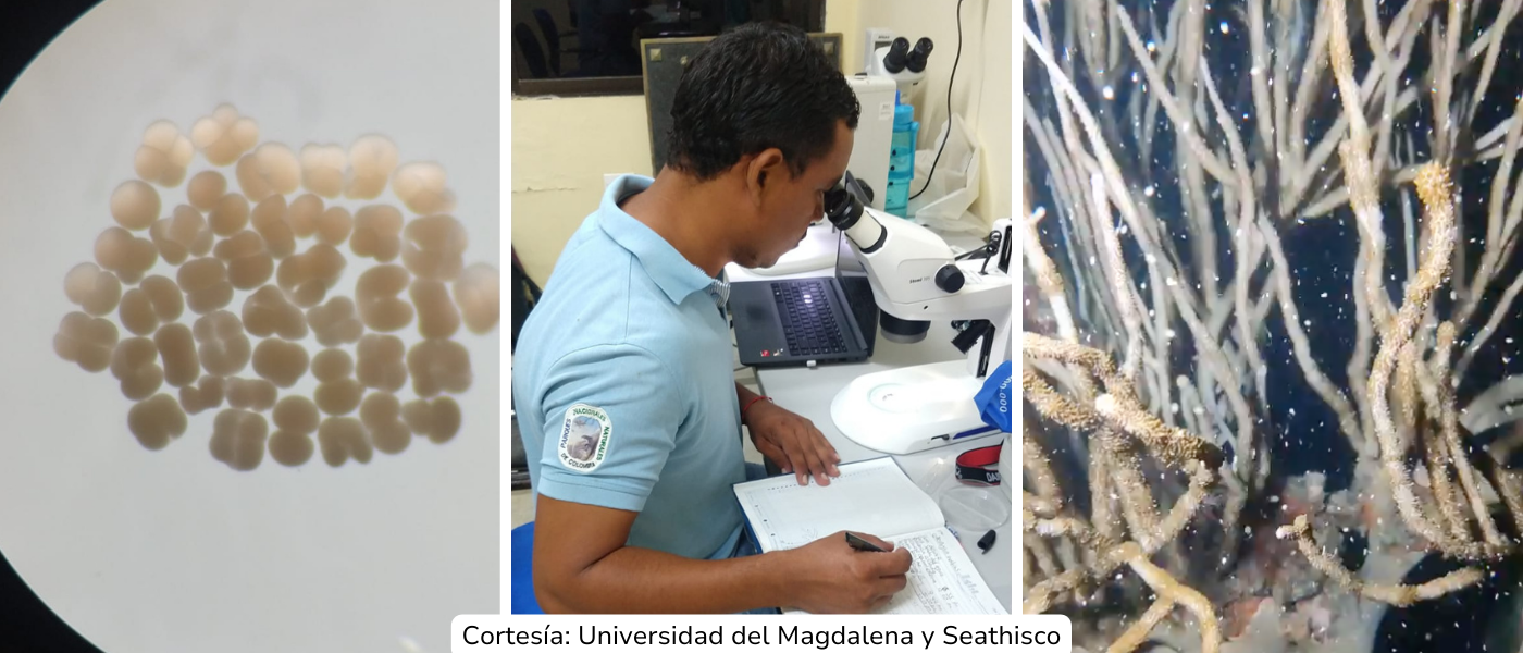 Parques Nacionales Naturales de Colombia y la Universidad del Magdalena sembraron 5.000 pólipos de coral en el sector Torin – Isla Aguja