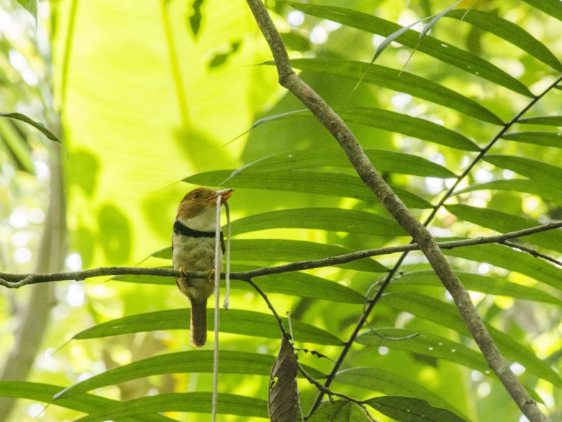 BucoMusiu(Bucco_capensis)FedericoB.Hilarion