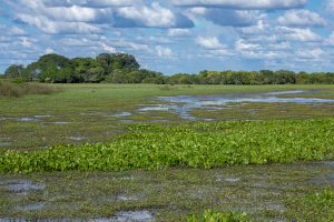 Sabanas y Humedales de Arauca - Foto Rodrigo Durán Bahamón