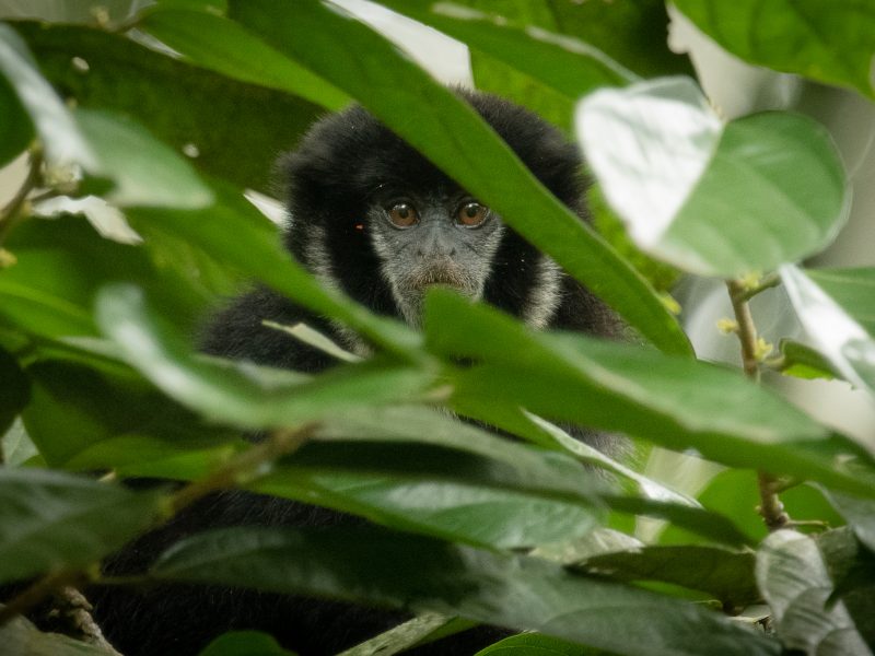 Zocai-Cheracebus lugens_paolamsanchez