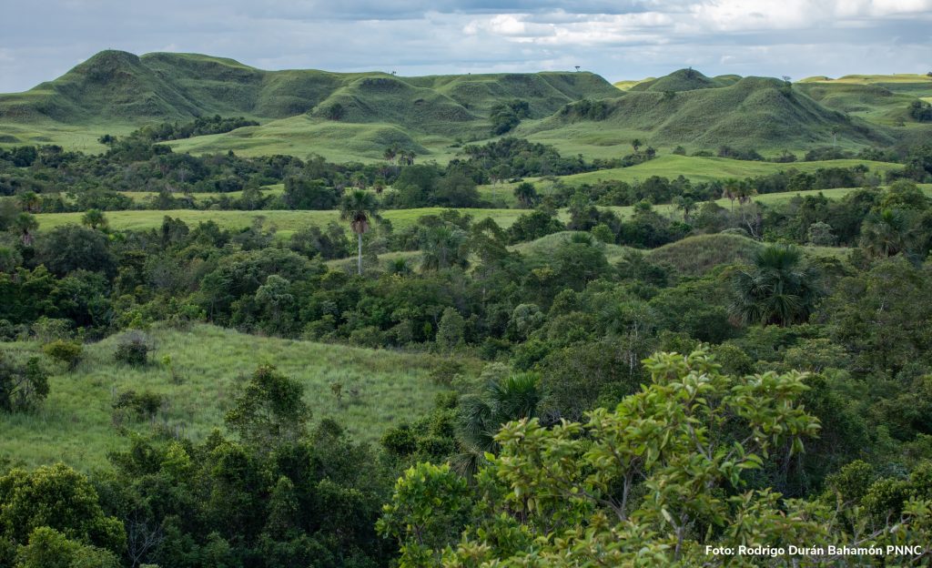 Manacacias - Foto Rodrigo Durán Bahamón