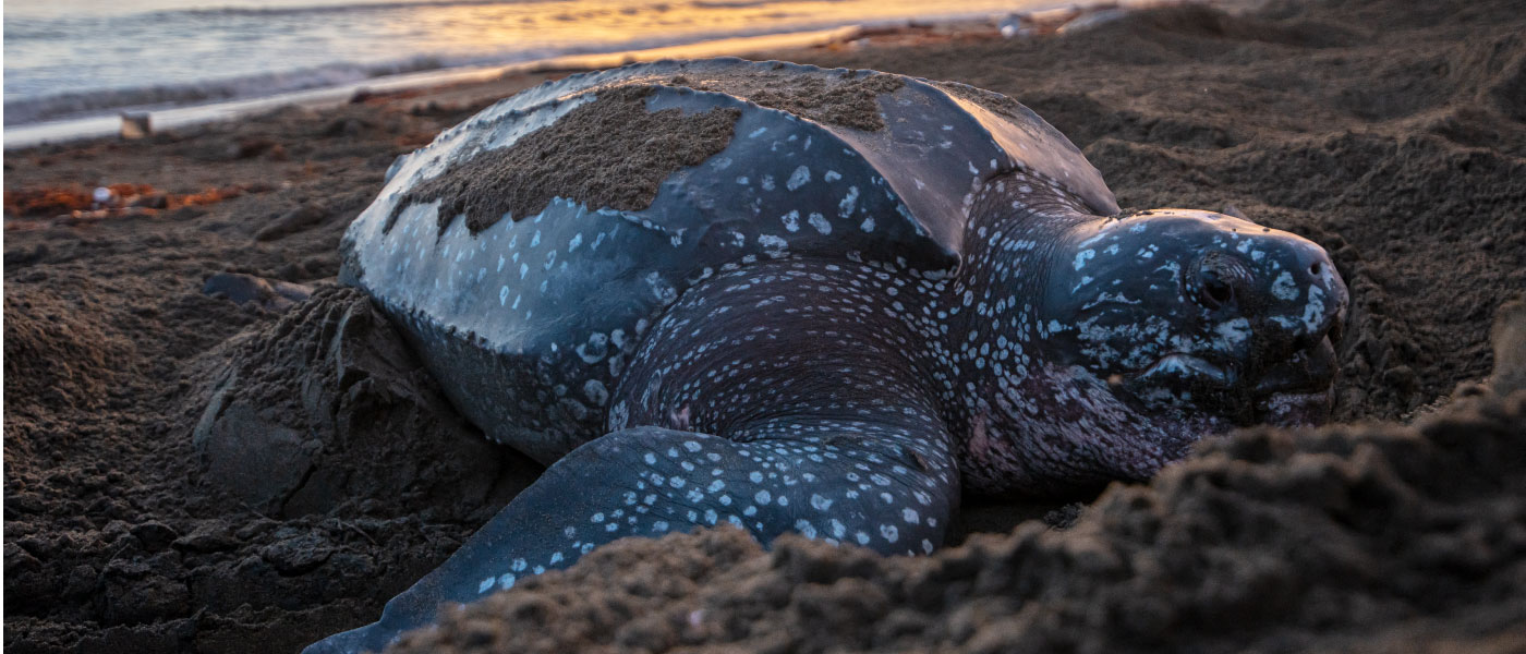 Protegiendo a las Tortugas en Acandí: Una Semana Santa Responsable