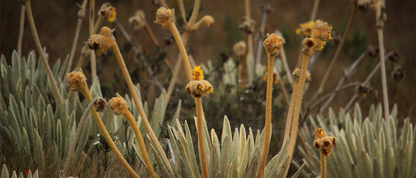 Guanentá Alto Río Fonce: El Refugio de los Frailejones, Tesoro Natural de Colombia