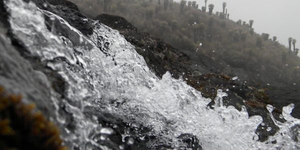 PNN Los Nevados-cuenca alta del río Gualí-Julian Buitrago-Archivo Parques-RQ (28)