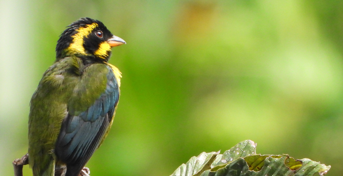 Vive el Global Big Day 2024 en los Parques Nacionales Naturales de Colombia