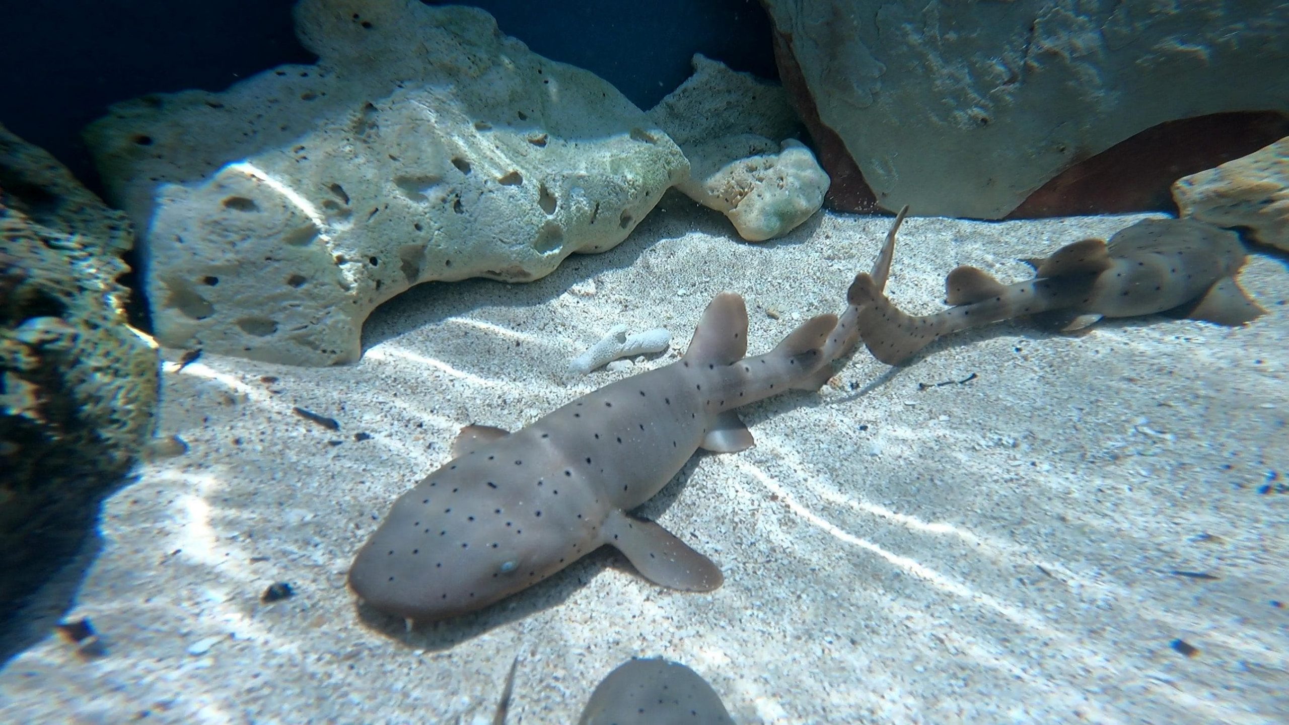 Alianza entre Parques Nacionales Naturales de Colombia y el Oceanario-Centro de Investigaciones Ceiner logra un hito en la conservación marina