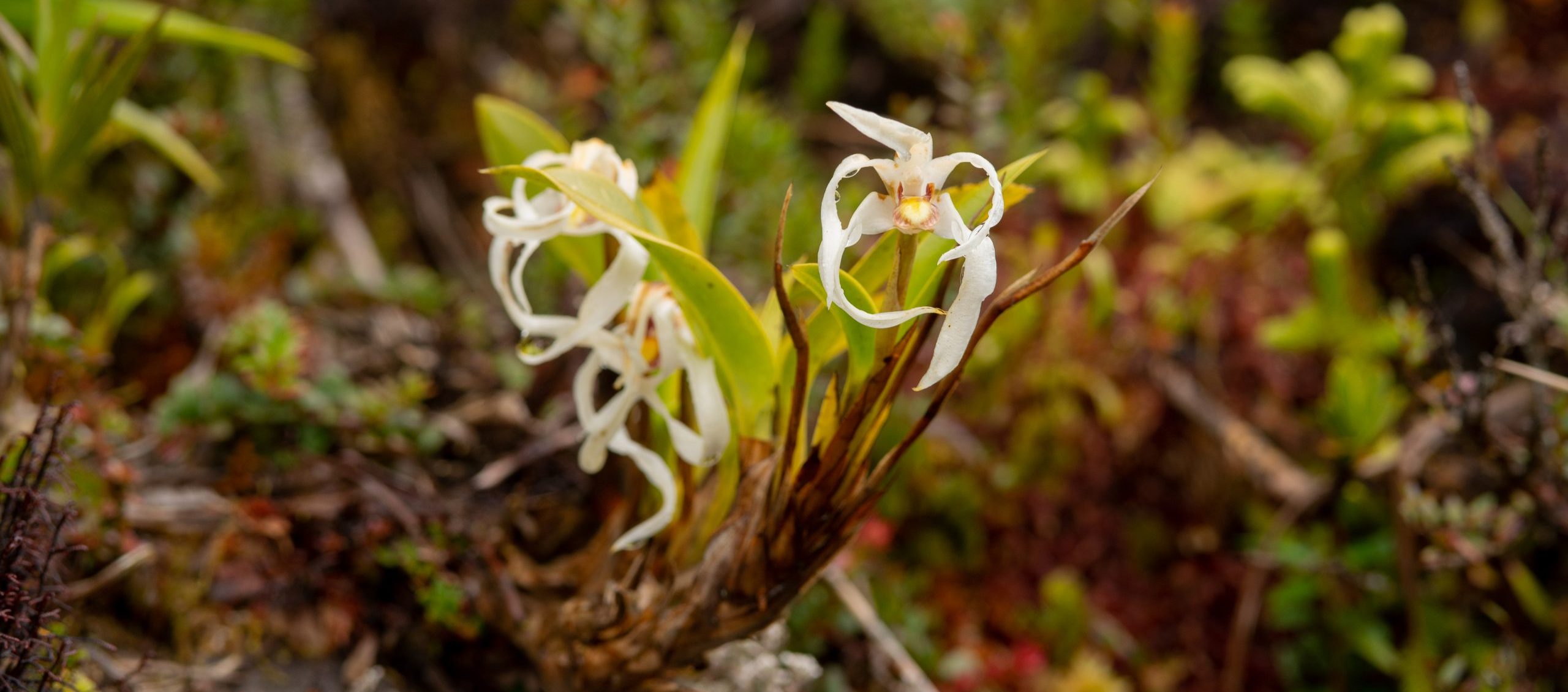 Descubrimiento de una Nueva Especie de Orquídea en el Parque Nacional Natural Puracé: Aportes a la Conservación de la Biodiversidad desde la Investigación Científica Descubrimiento de una Nueva Especie de Orquídea en el Parque Nacional Natural Puracé: Aportes a la Conservación de la Biodiversidad desde la Investigación Científica