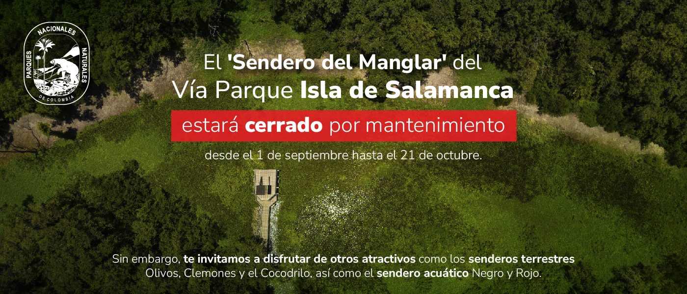 La Vía Parque Isla de Salamanca anuncia cierre temporal del “Sendero del Manglar” para mantenimiento La Vía Parque Isla de Salamanca anuncia cierre temporal del “Sendero del Manglar” para mantenimiento