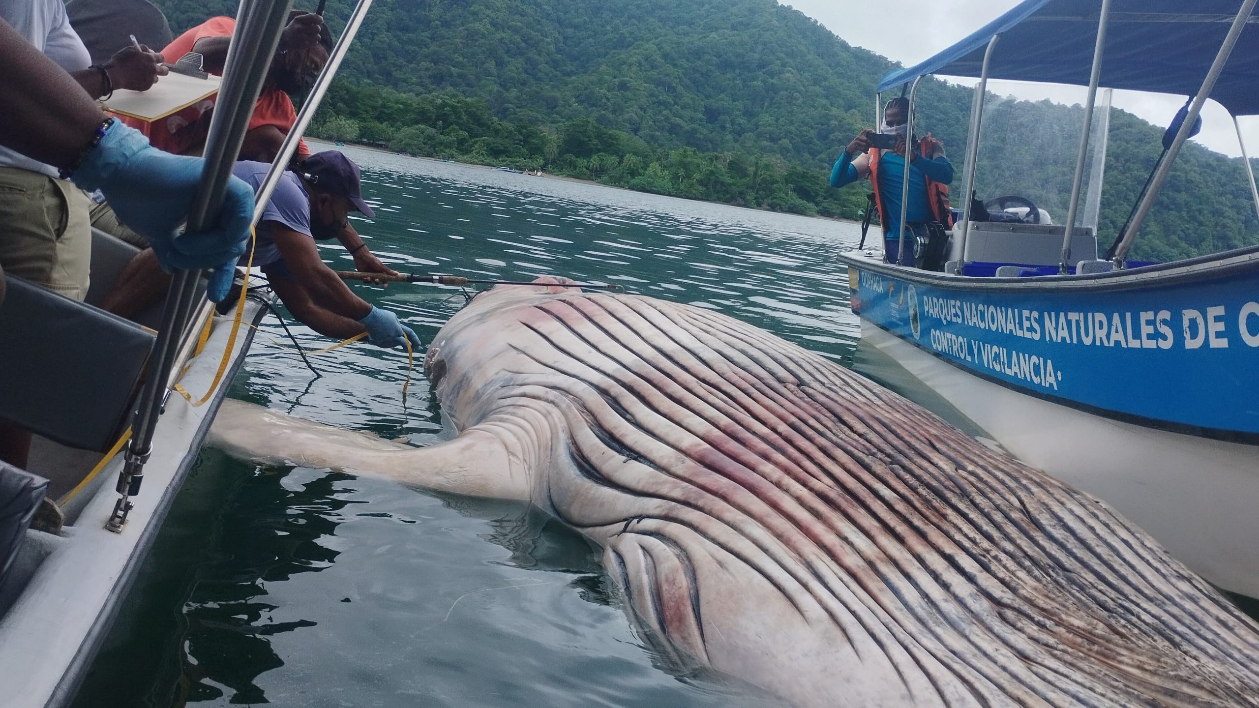 Encuentran un ballenato muerto en Punta Diego, en el Parque Nacional Natural Utría Encuentran un ballenato muerto en Punta Diego, en el Parque Nacional Natural Utría