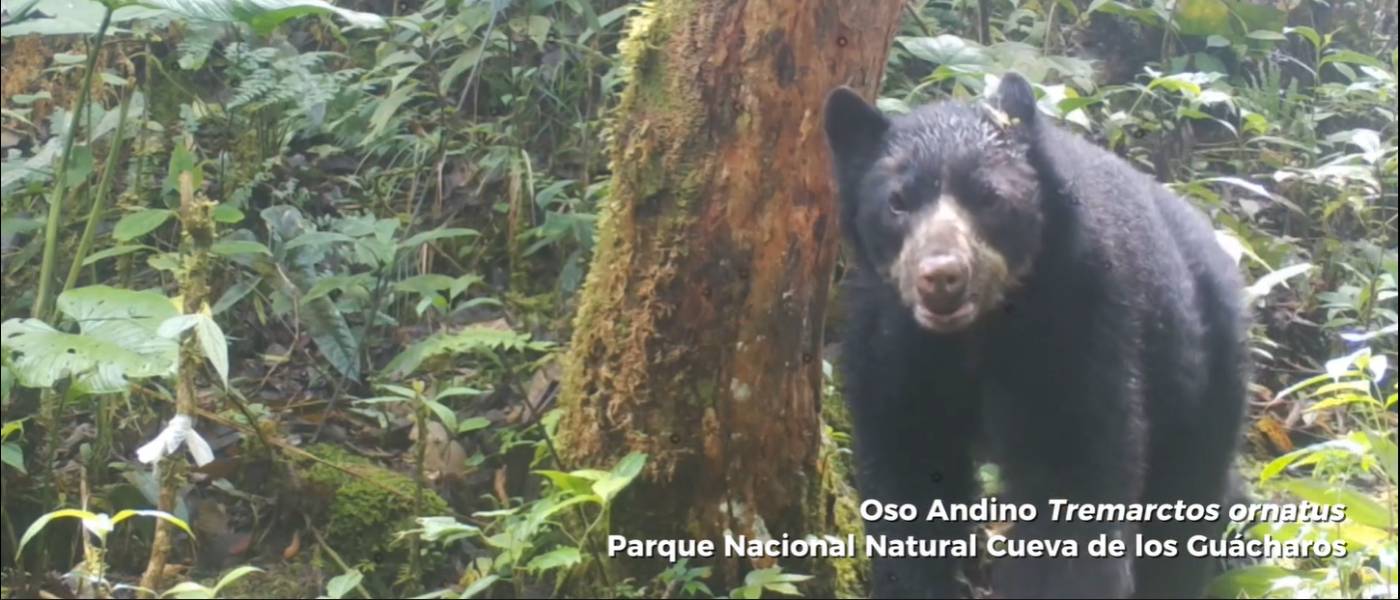 Monitoreo revela imágenes de osos andinos en el Parque Nacional Natural Cueva de los Guácharos