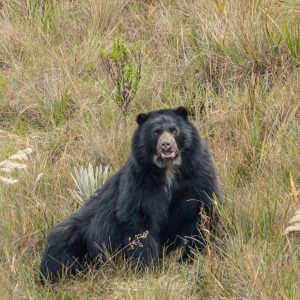 El oso andino (Tremarctos ornatus) El oso andino (Tremarctos ornatus) es una especie que solo se encuentra en América del Sur.
Crédito: Luis Arley Muñoz Sarmiento, guardaparques del PNN Chingaza.