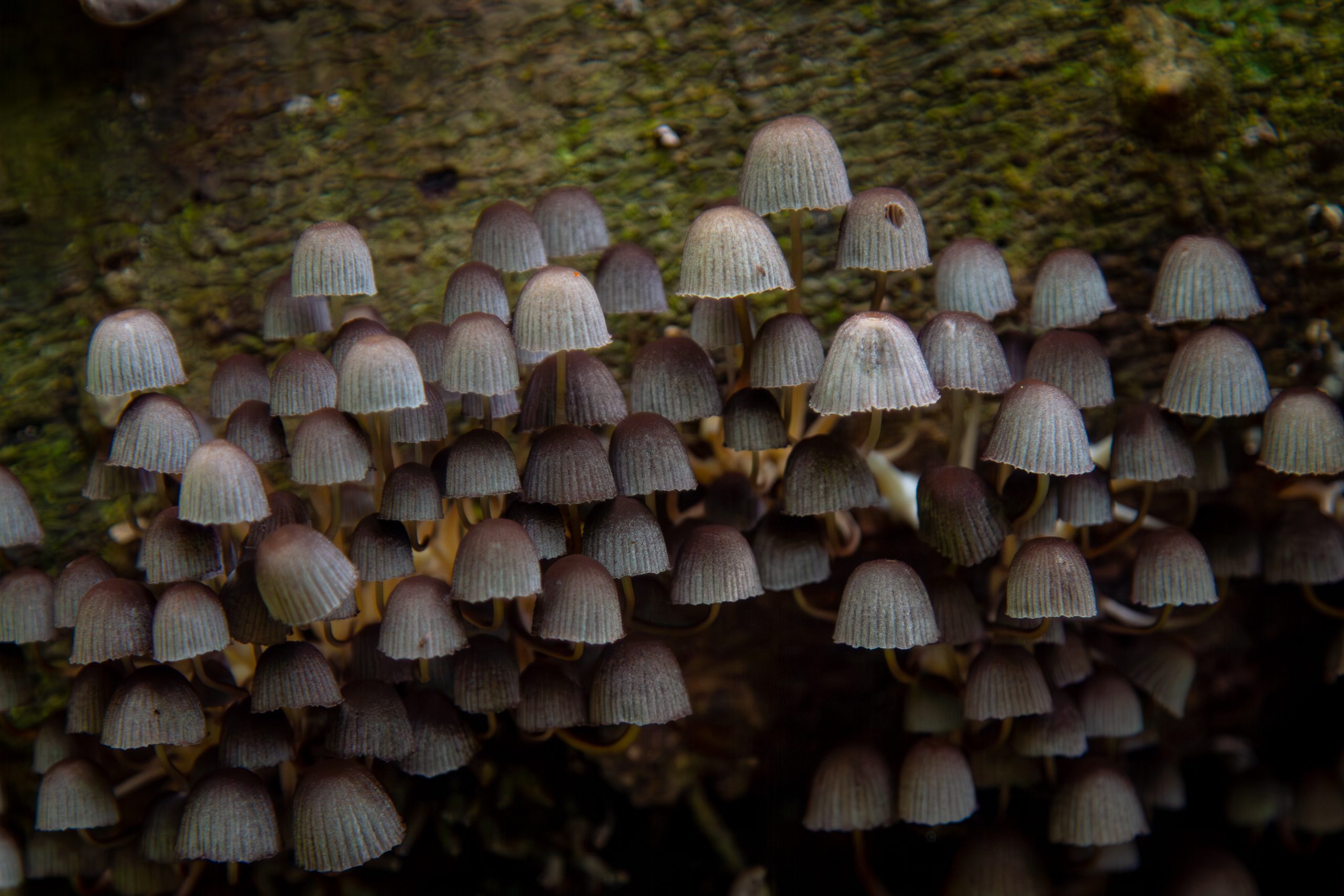 Universidad de los Parques: un sueño de país