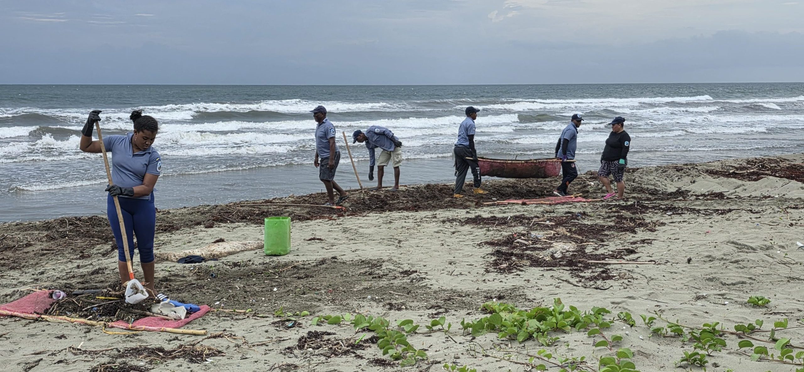 Acumulación de Sargazo en la Playa La Playona bloquea el ciclo de anidación de tortugas; guardaparques del Santuario de Fauna Acandí realizan jornada de limpieza para mitigar el riesgo Acumulación de Sargazo en la Playa La Playona bloquea el ciclo de anidación de tortugas; guardaparques del Santuario de Fauna Acandí realizan jornada de limpieza para mitigar el riesgo