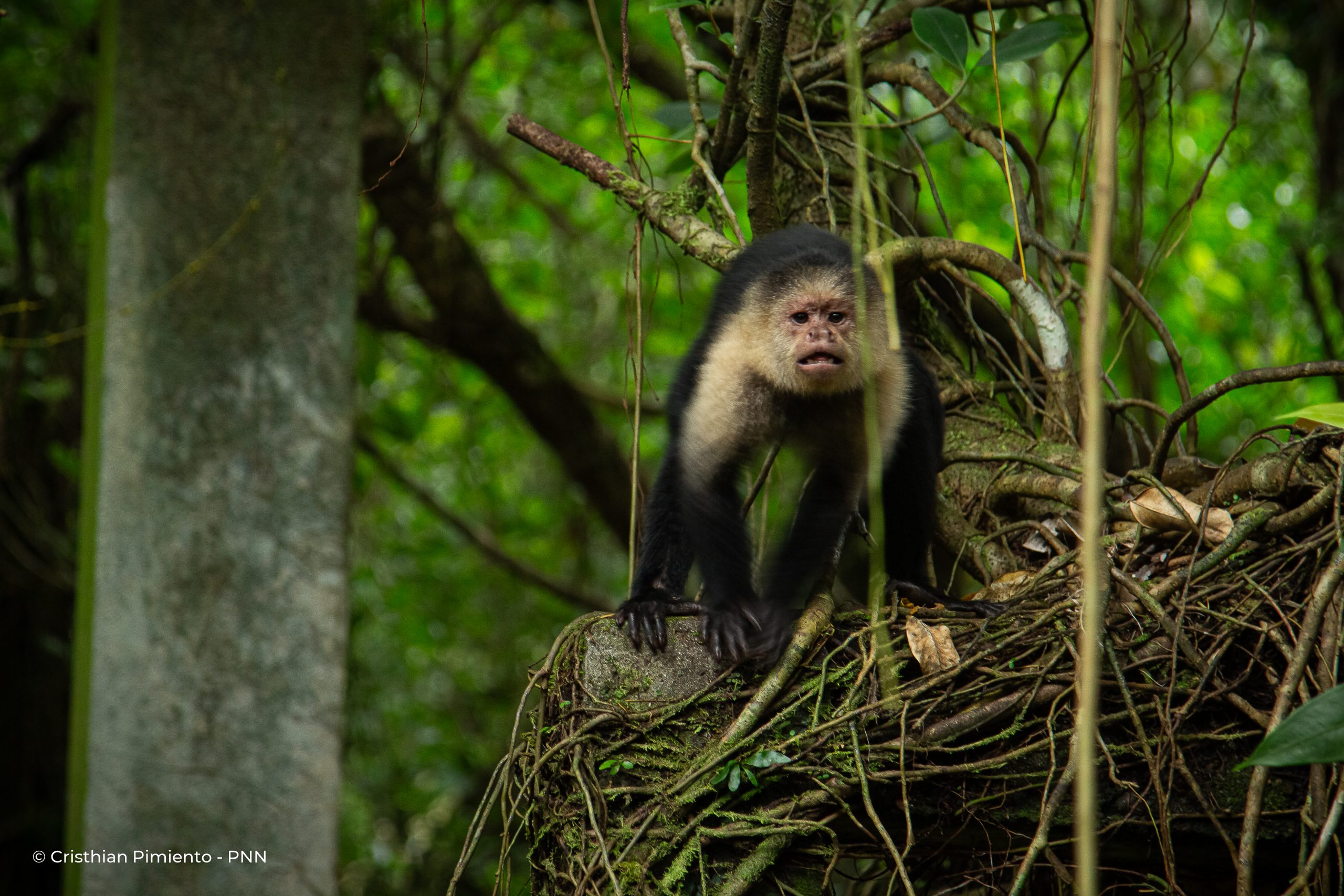 ¡Llegó la Temporada del Pacífico! Una experiencia única para vivir la naturaleza y la cultura del Pacífico colombiano