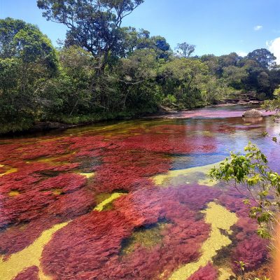 Entre raudales, caños, cascadas, miradores y con el único río de colores del
mundo en todo su esplendor… Regresa la temporada de Caño Cristales, que promete enamorar a
nacionales y extranjeros con la belleza que emana de la naturaleza y que alberga el Parque
Nacional Natural Sierra de la Macarena, ubicado en el Meta.