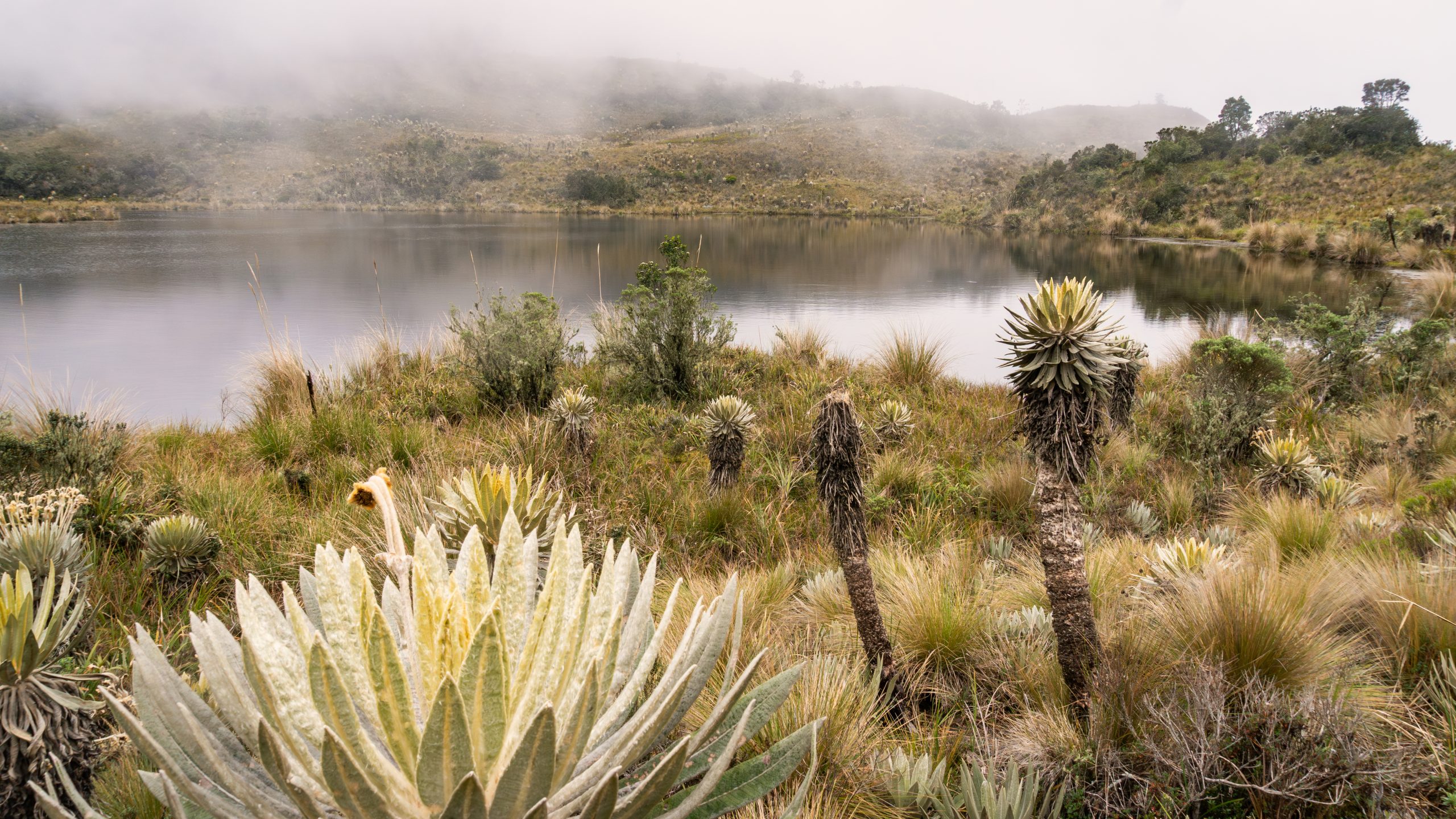Inscripción al Registro de Prestadores de Servicios Asociados al Ecoturismo – REPSE 2025 Santuario de Fauna y Flora Iguaque