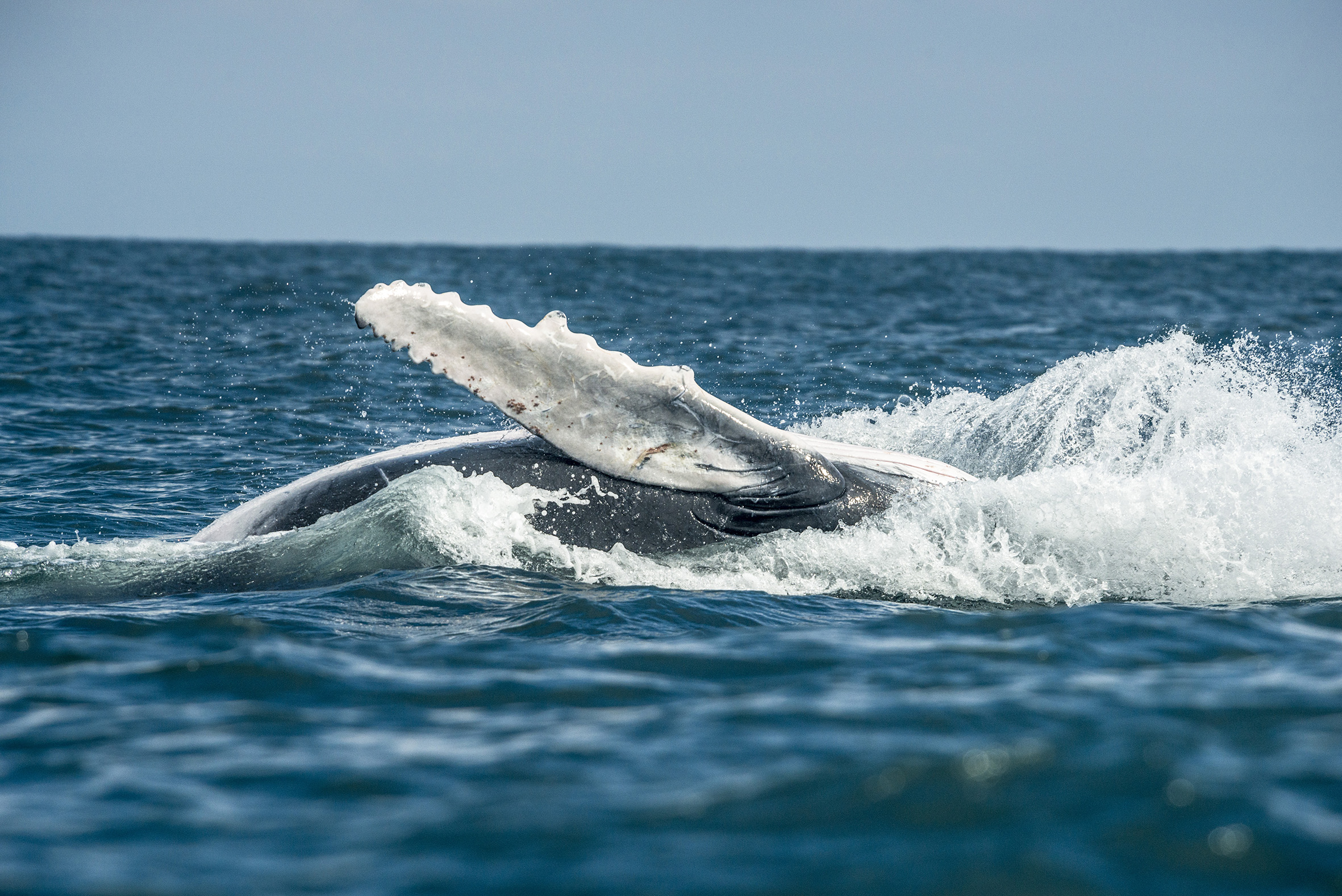 Parques Nacionales Naturales de Colombia reitera el llamado a las buenas prácticas para el avistamiento de ballenas jorobadas
