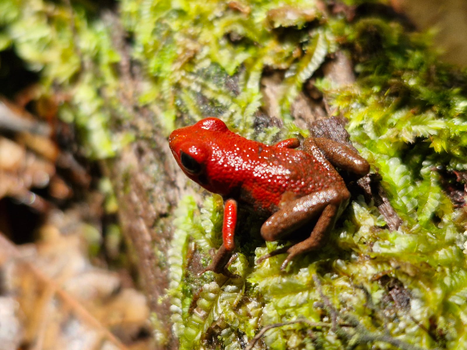 Santuario de Fauna y Flora Guanentá Alto Río Fonce: refugio para los anfibios y la biodiversidad andina Santuario de Fauna y Flora Guanentá Alto Río Fonce: refugio para los anfibios y la biodiversidad andina