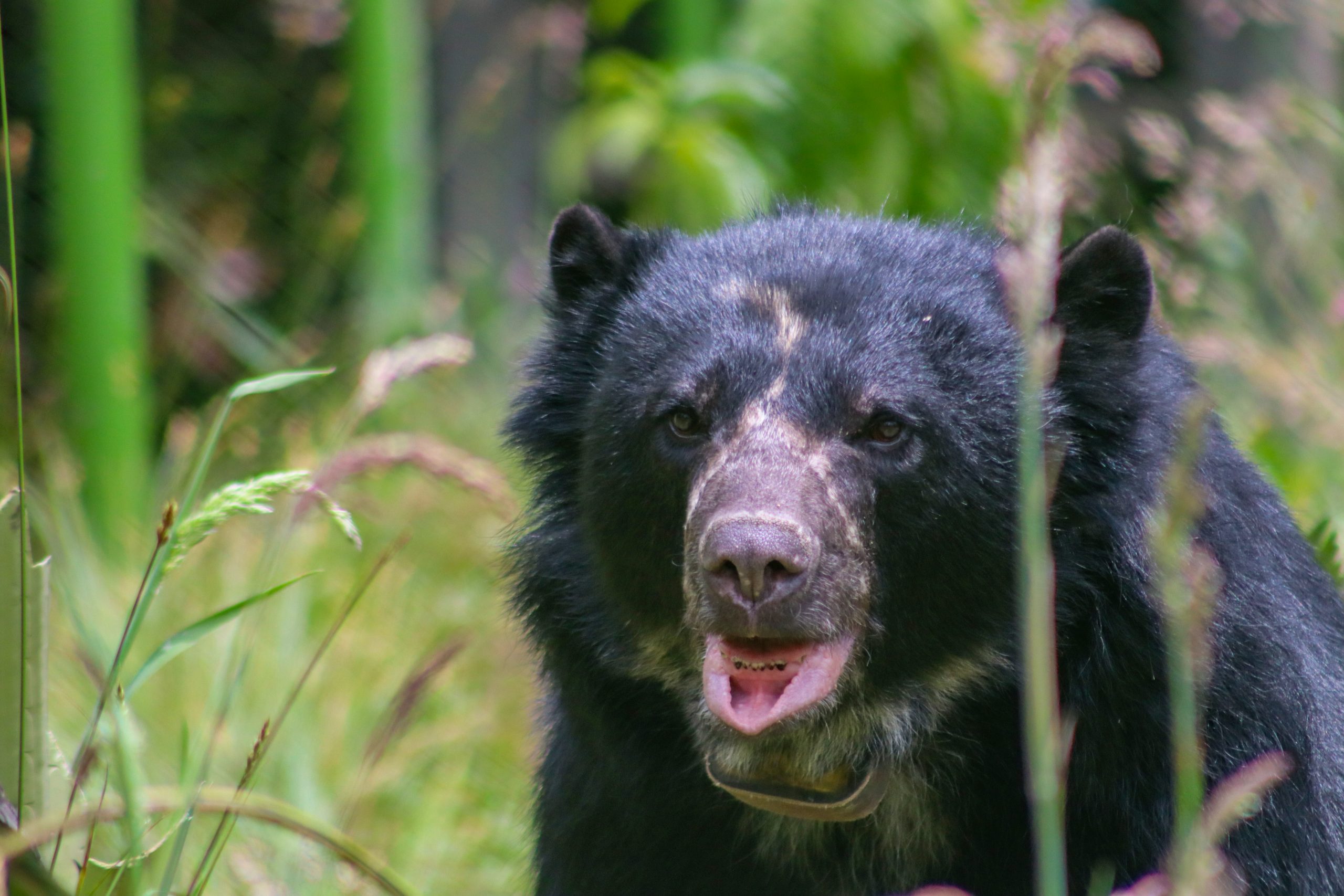Terminó la cuenta regresiva: “Tamá vuelve a casa”: hoy es un grandiOSO día para la conservación en Colombia