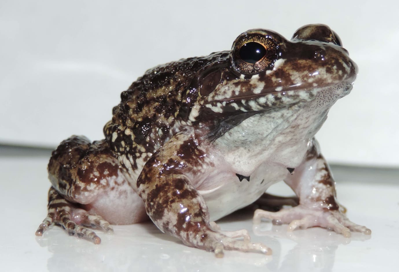 Una rana dramática permite estudiar el cambio climático