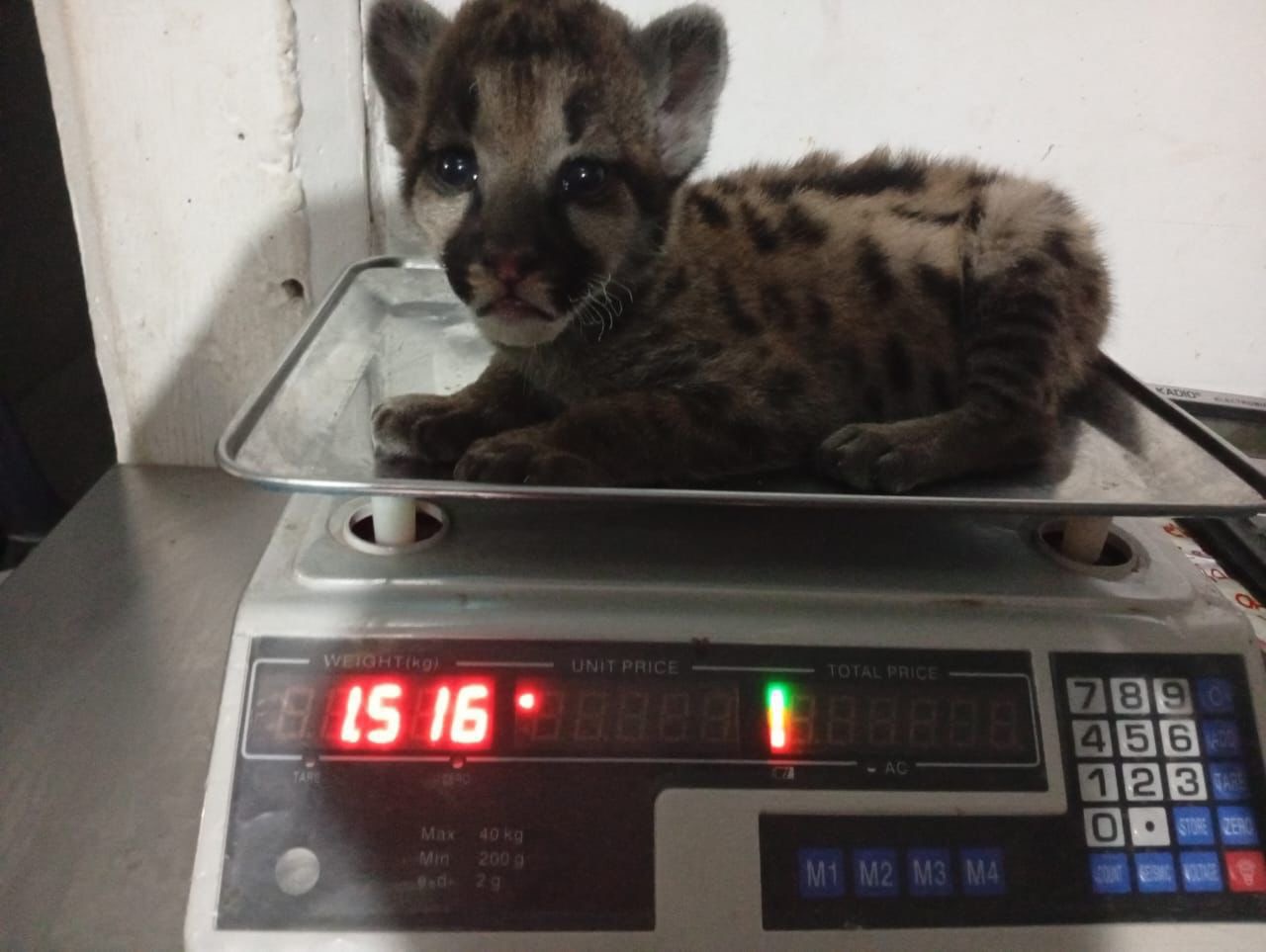 Guardaparques rescatan de las llamas a un cachorro de puma al que bautizamos “Cinaruco” por su lugar de origen