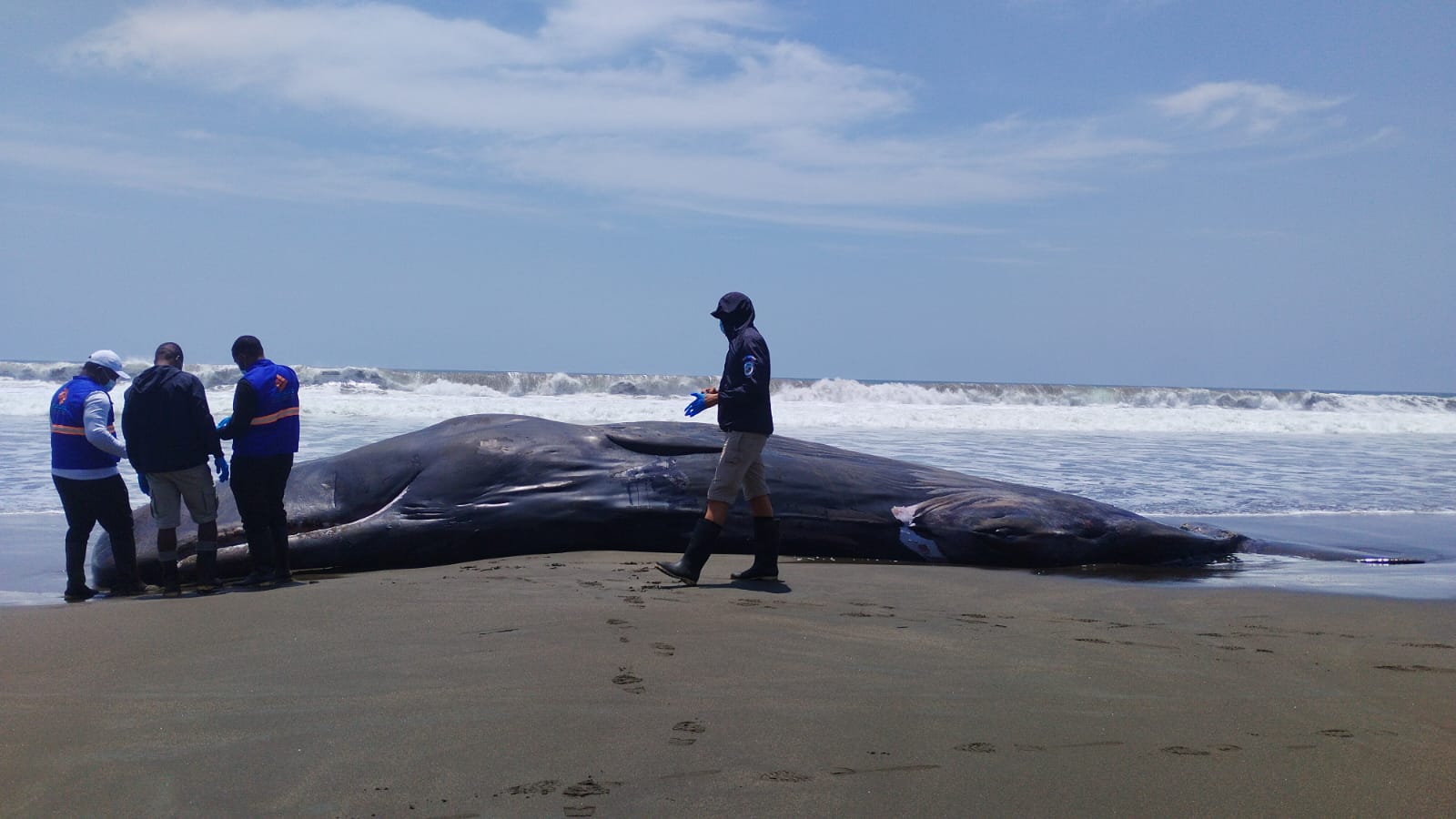 En un trabajo interinstitucional se atendió evento de enmallamiento y varamiento de cachalote en la zona de influencia del Parque Nacional Natural Utría