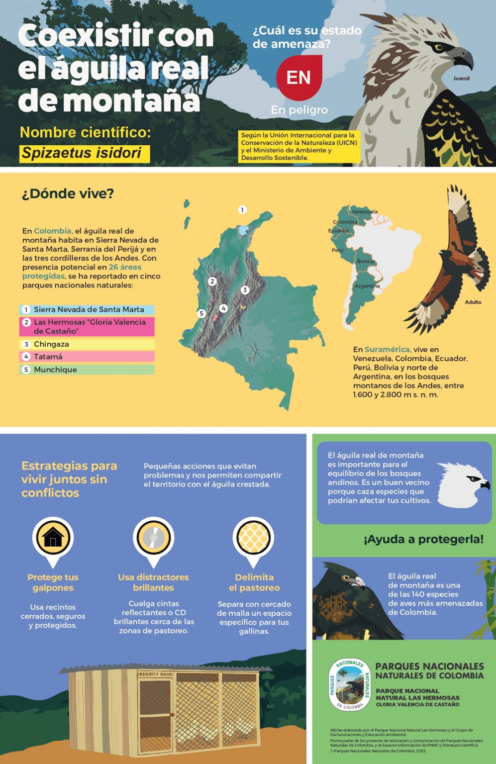 Coexistir con el águila real de montaña - Parques Nacionales Naturales ...
