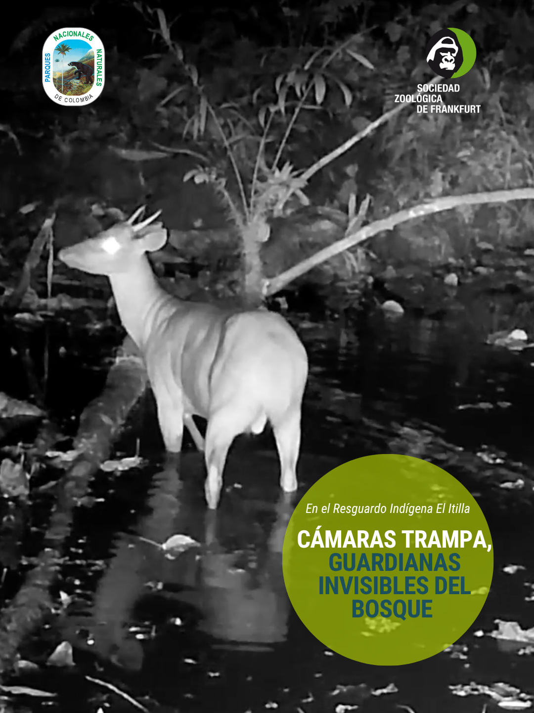 Guardianes invisibles del bosque: cámaras trampa revelan la vida silvestre en el Resguardo El Itilla