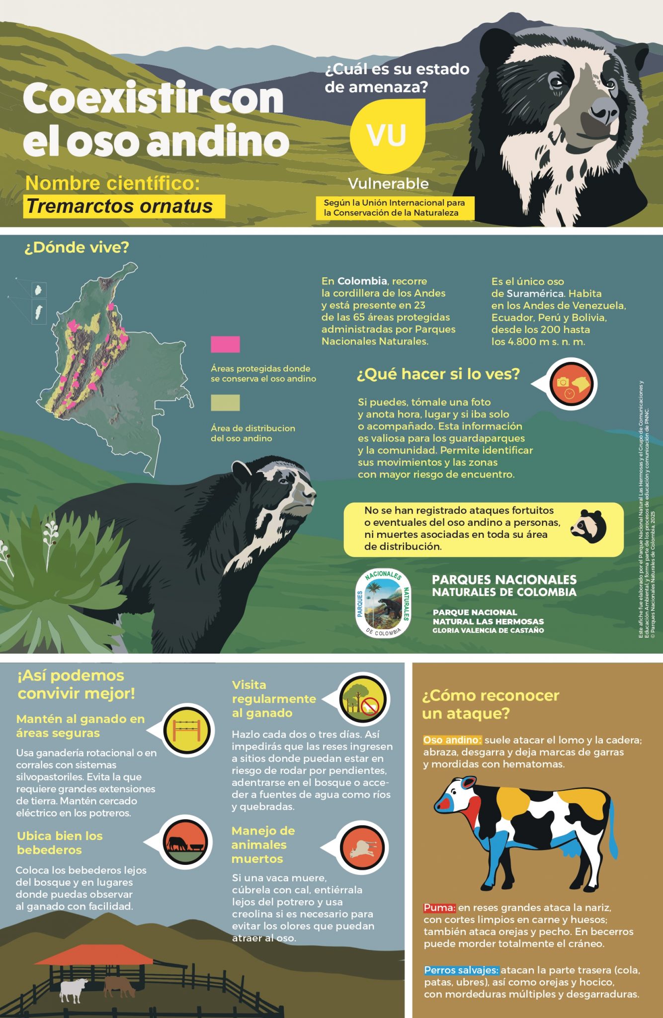 Coexistir con el oso andino - Parques Nacionales Naturales de Colombia