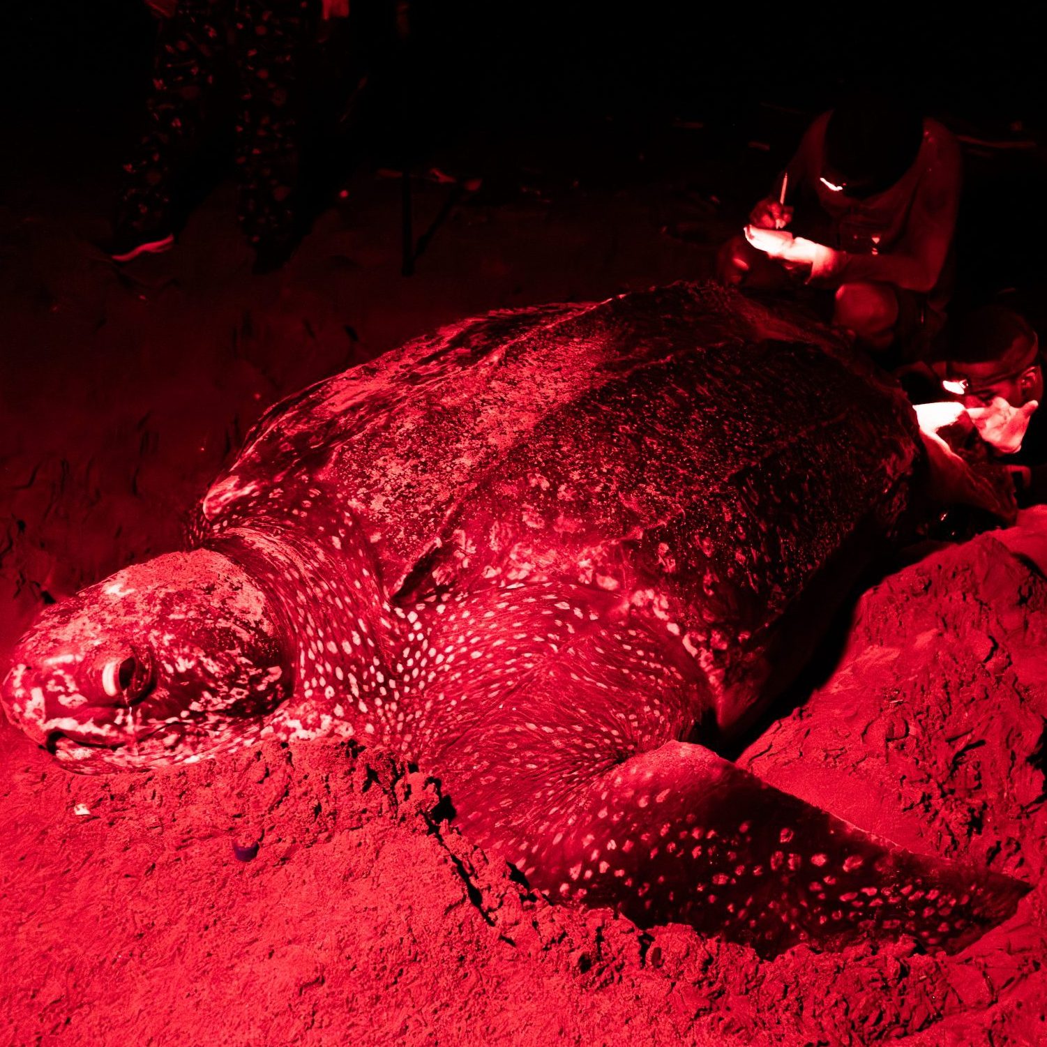 Las tortugas tienen ahora una casa cuatro veces más grande