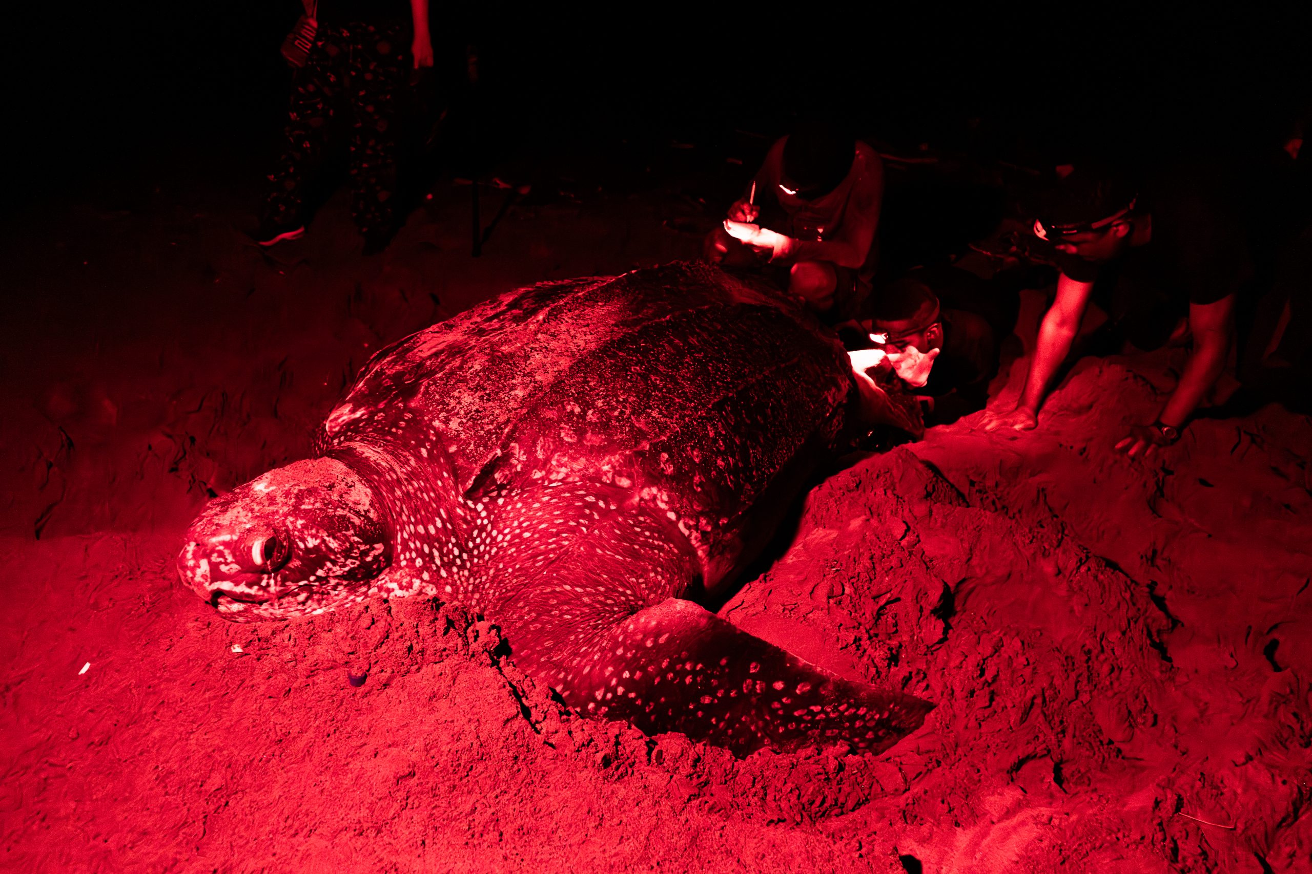 Las tortugas tienen ahora una casa cuatro veces más grande