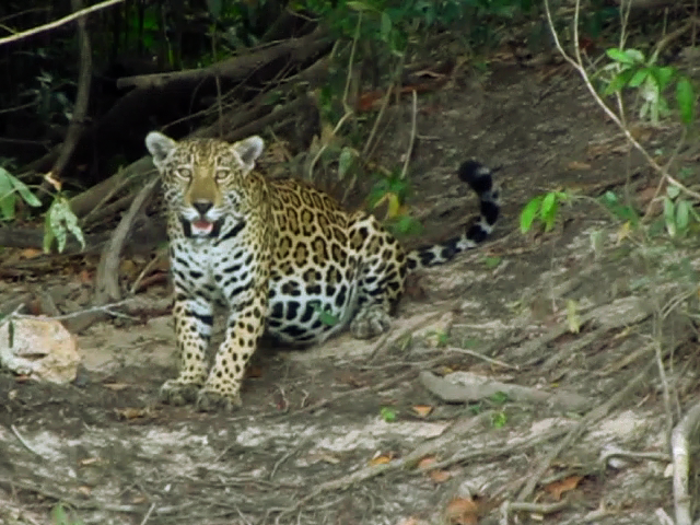 Avistamiento de jaguar confirma el buen estado de conservación del Parque Nacional Natural El Tuparro