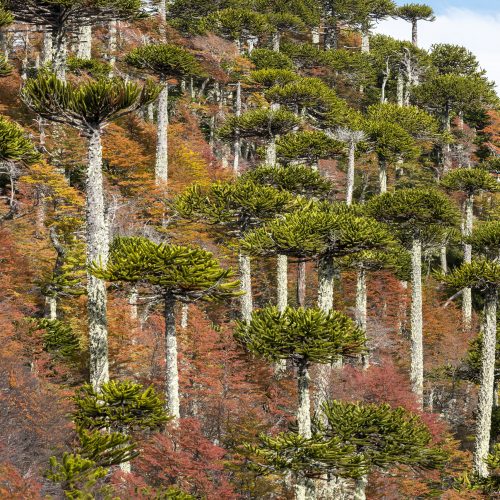 Parque Nacional Conguillío Chile Foto Augusto Dominguez