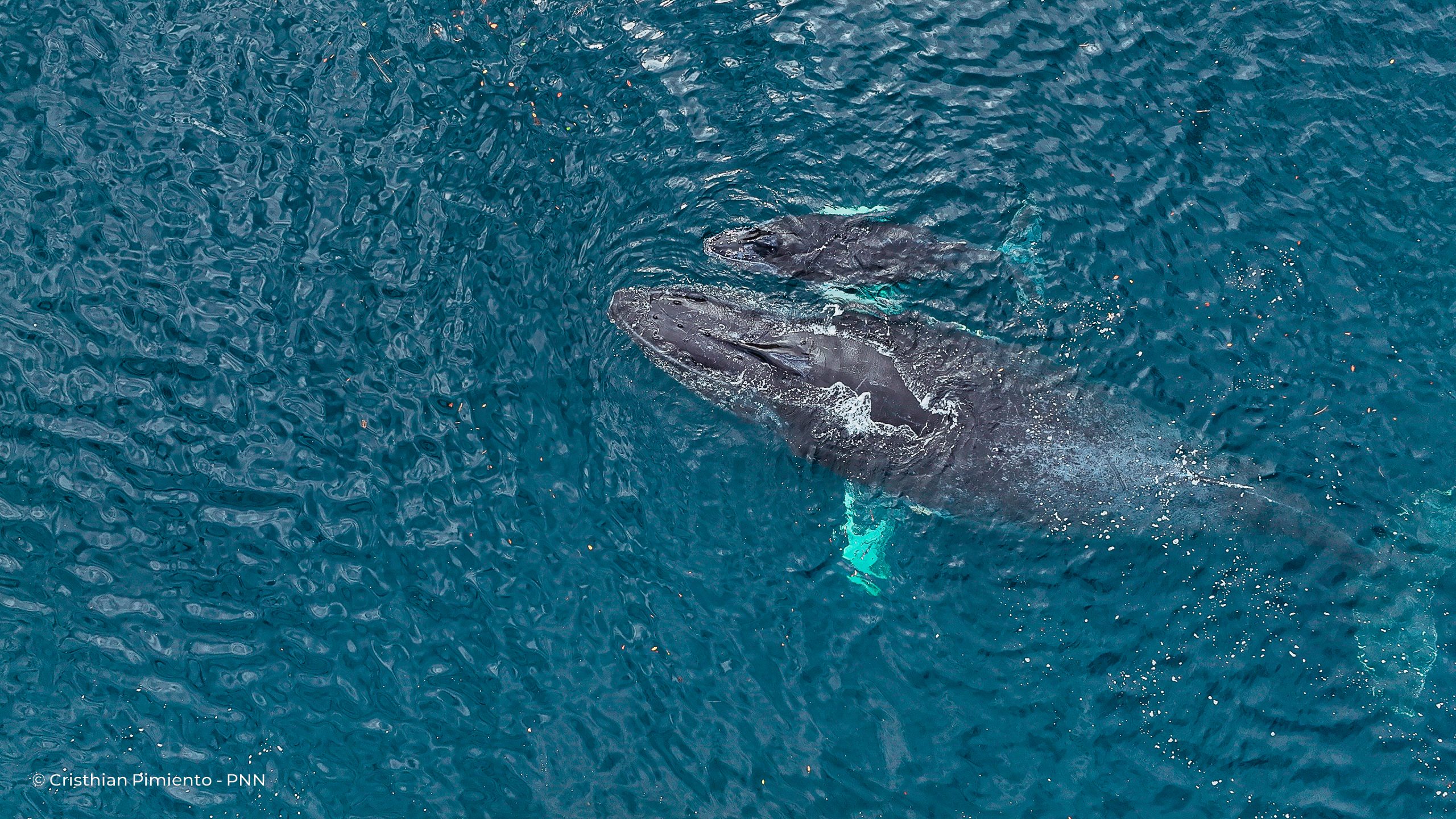 Parques Nacionales Naturales de Colombia abre la temporada de avistamiento de ballenas con una apuesta por el turismo responsable