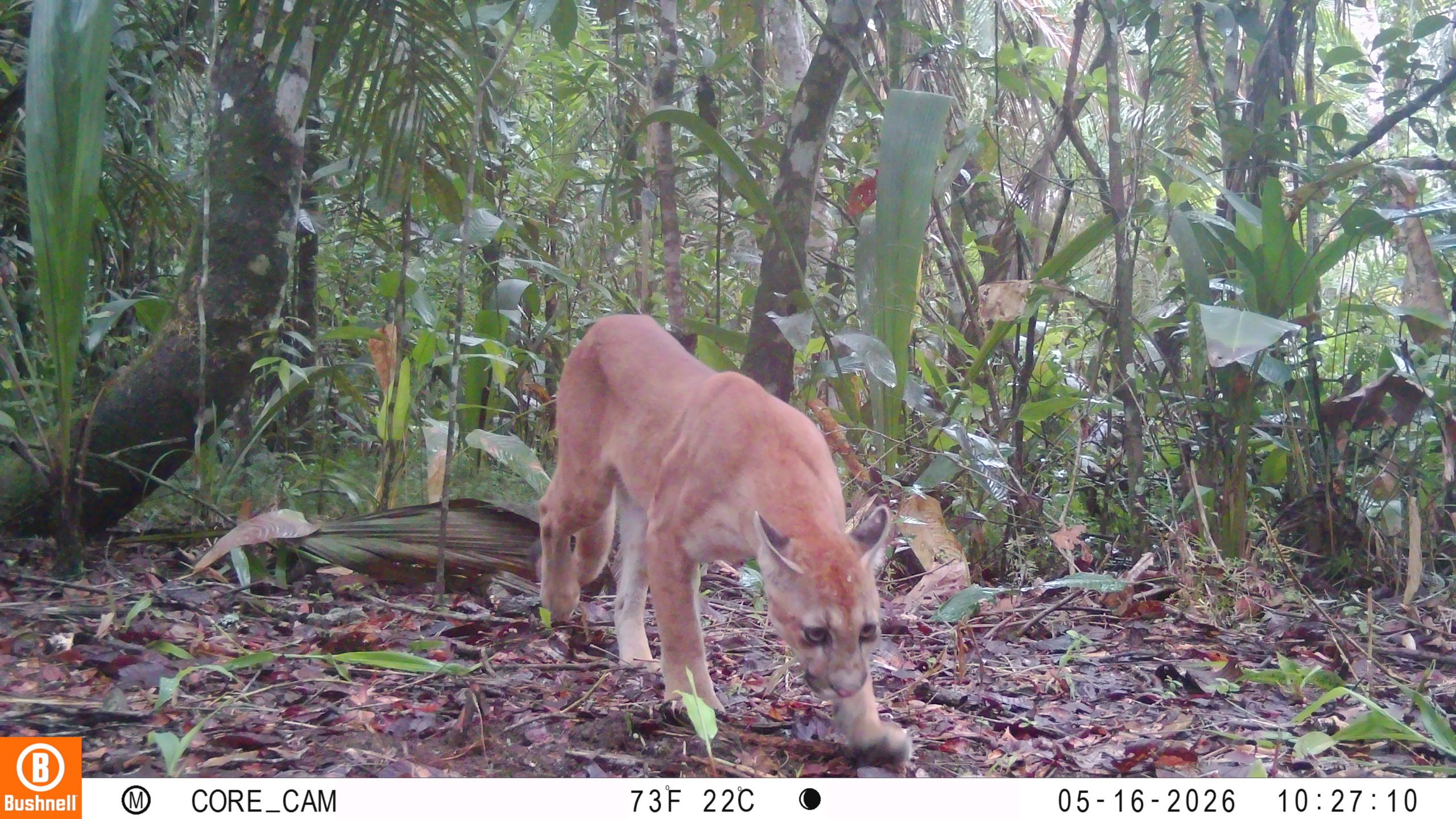 Cámaras trampa registran la presencia de puma y yaguarundí en los corredores biológicos del Parque Nacional Natural Tinigua