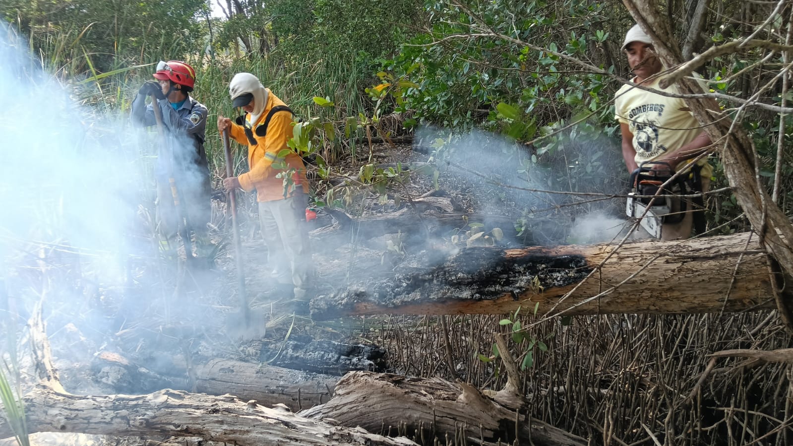 La fauna silvestre enfrenta la pérdida de su hábitat por los incendios forestales: Parques Nacionales llama a no realizar quemas