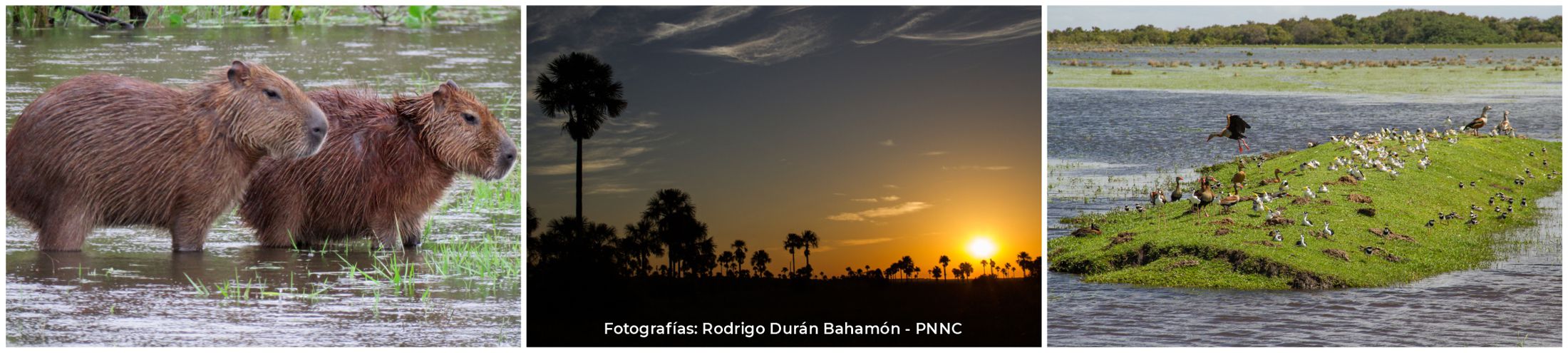 Distrito Nacional de Manejo Integrado Cinaruco - Fotografías: Rodrigo Durán Bahamón